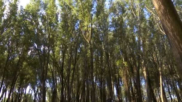 Árbol cayendo - Cortando bosques con maquinaria moderna, Preparando leña para el invierno, Vídeo Clip con sonido original - Metraje, vídeo