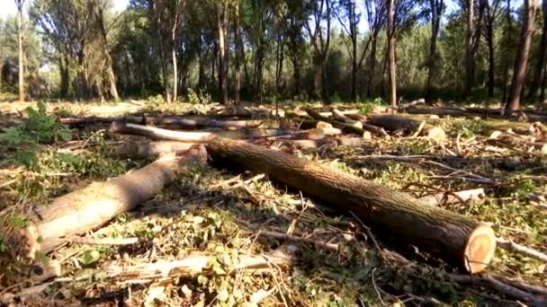 Cortar bosques con maquinaria moderna - Preparación de leña para el invierno, Vídeo Clip - Metraje, vídeo