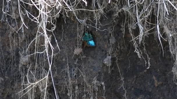 Common kingfisher, Alcedo atthis. A bird digs a hole for a nest - Footage, Video
