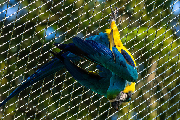A kék-sárga arararauna, más néven a kék-arany ararauna, egy nagy dél-amerikai papagáj, többnyire kék felső részekkel és világos narancssárga aljzatokkal. - Fotó, kép