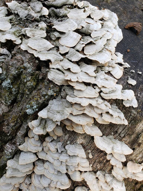 Champignons pétoncles blancs qui poussent sur une souche d'arbre - Photo, image