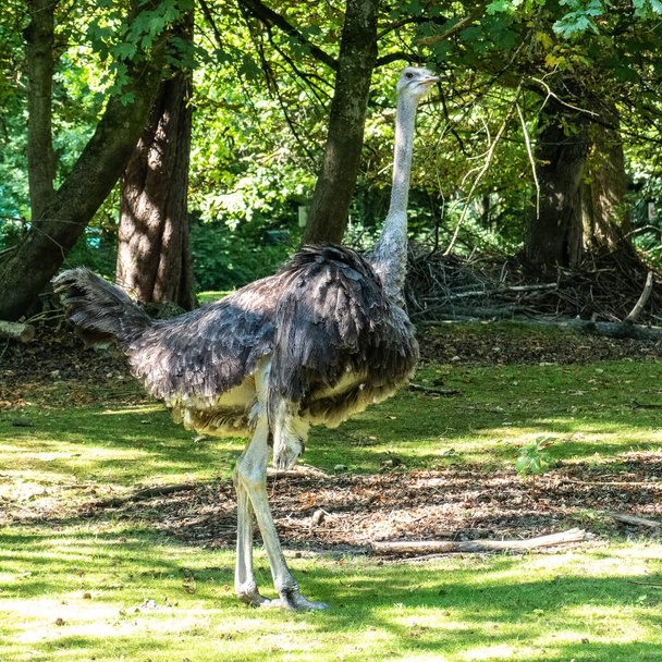 El avestruz común, Struthio camelus, o simplemente avestruz, es una especie de ave voladora nativa de África. Es una de las dos especies existentes de avestruces - Foto, Imagen