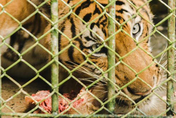 A large tiger eats raw chicken. imprisoned in a steel cage - Fotó, kép
