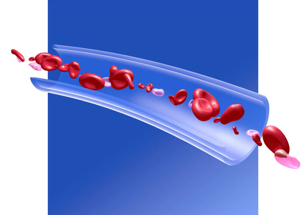 Anatomical 3d illustration of red blood cells in blood circulation. Transparent capillary glass on a blue and white background. - Photo, Image