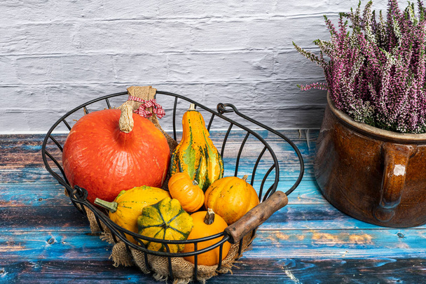 Still life with various ornamental gourds in an old wire basket decorated with a clay jug of winter heather. More autumn and pumpkin motifs in my collection - Photo, Image