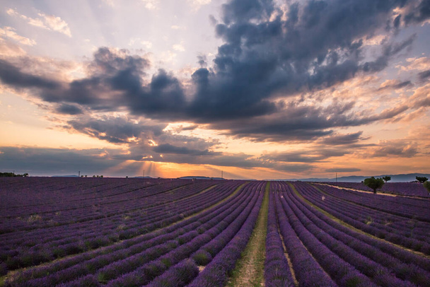 Rollende Lavendelfelder in Valensole Frankreich bei Sonnenuntergang - Foto, Bild