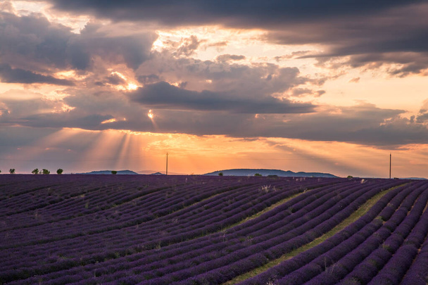 Rolling Lavthe Fields in Valensole Franciaország at Sunset - Fotó, kép