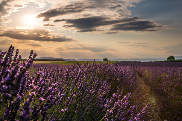 Rollende Lavendelfelder in Valensole Frankreich bei Sonnenuntergang - Foto, Bild