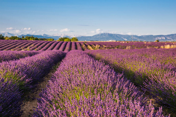 Rollende Lavendelfelder in Valensole Frankreich an einem sonnigen Frühlingstag - Foto, Bild