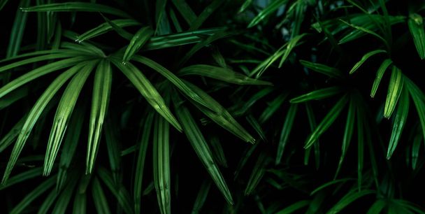 Closeup green leaves of tropical plant in garden. Ornamental plant decor in garden. Green leaf on dark background. Green leaves for spa background. Beauty in nature. Ornamental plants for landscaping. - Zdjęcie, obraz