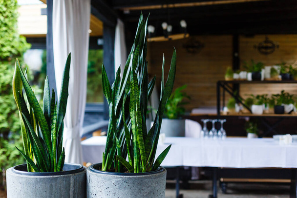 Elegante pianta verde indoor in vaso da fiori. Sansevieria serpente pianta, diavoli lingua pianta. Casa, copiare spazio - Foto, immagini