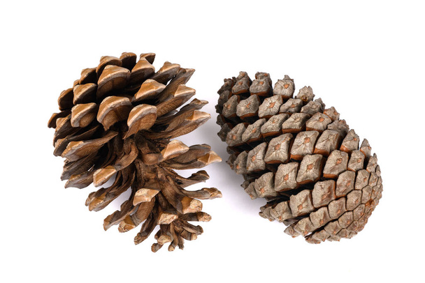 Two Pine cones  isolated on white background - Фото, изображение