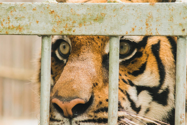 A big Bengal tiger trapped in an iron cage. - Photo, Image