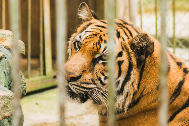 A big Bengal tiger trapped in an iron cage. - Fotografie, Obrázek