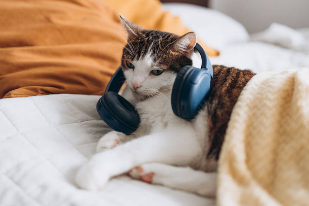 Gato divertido acostado en la almohada con auriculares. Blanco con el gato gris miente en cama en el país, concepto de la comodidad de la casa, interior. - Foto, Imagen