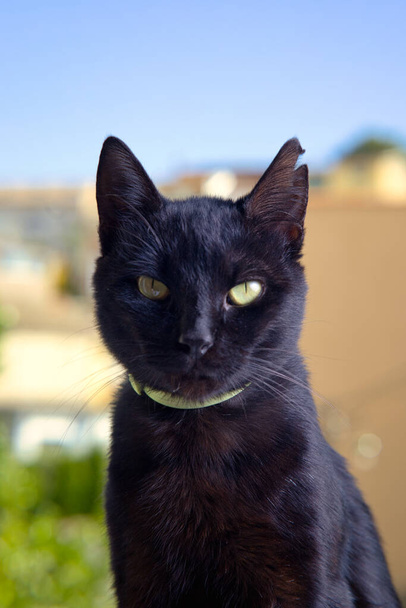 Gato negro de ojos verdes y gallér antipulgas amarillo. - Fotó, kép