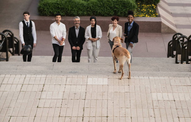 група бізнесменів поза роботою, вони візуалізують собаку зосередьтеся на собаці
 - - Фото, зображення