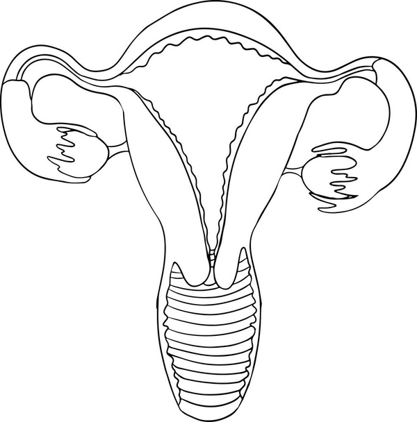 Icono anatómico de la línea vectorial del útero humano. Mano dibujada interna. Ilustración vectorial - Vector, imagen