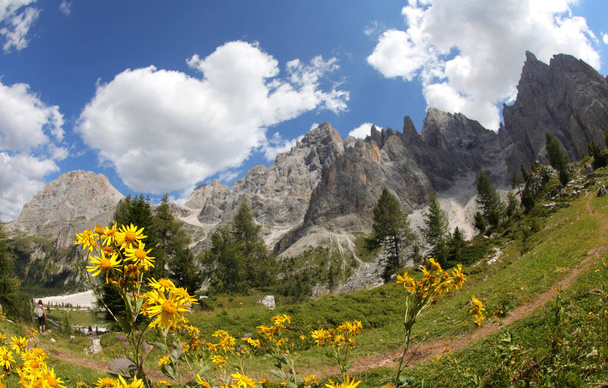 Yellow flowers of Arnica Montana and the Dolomites mountains in the European Alps in Northern Italy - Photo, Image