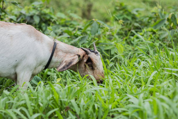 A white goat against grass - Фото, зображення
