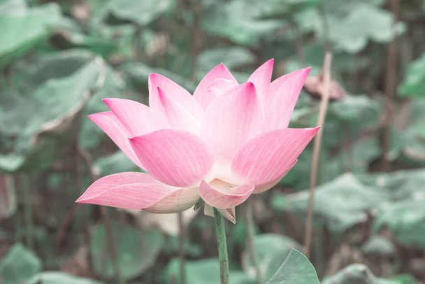 Une grande fleur de lotus rose tient un bouquet proéminent. Les bourgeons sont ovales. rose pointe élancée - Photo, image