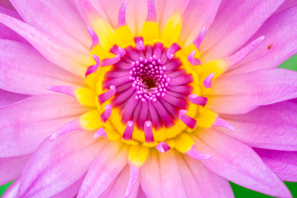 Makró lila lótusz virágzik, lila lótusz virágzik több réteg szirmok - Fotó, kép