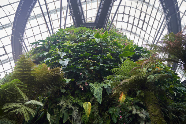 Cloud forest in the Singapore Garden. Singapores most impressive attractions. - Foto, Imagen