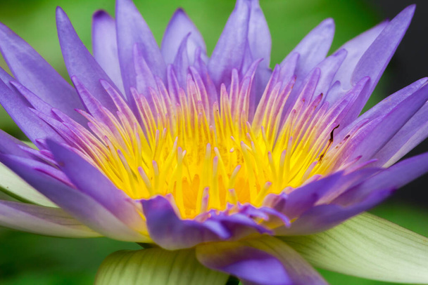Macro purple lotus blooming, purple lotus blooming multiple layers of petals - Foto, Imagen