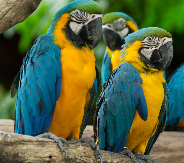 Colorful  Macaws parrots - Foto, afbeelding