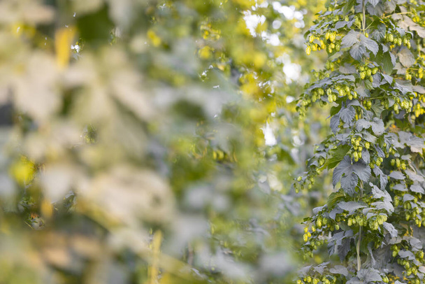 Gros plan de cônes de houblon frais et verts mûrs pour la production de bière dans la ferme, ingrédient pour la bière - Photo, image