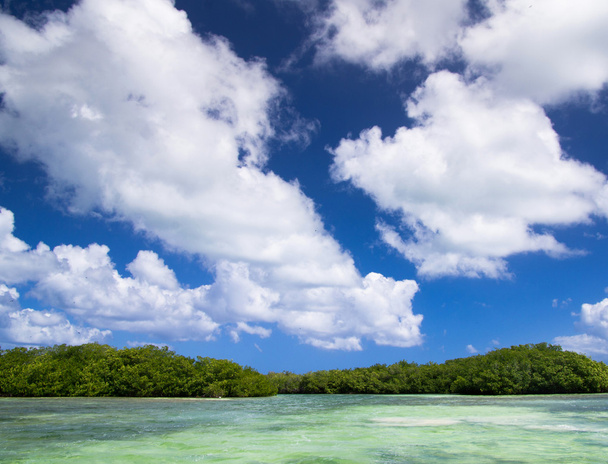 Mangrove trees in Caribbean sea - Foto, Bild
