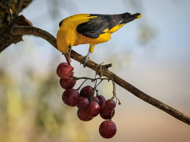 Oriol dorado eurasiático (Oriolus oriolus). Pájaro comiendo uvas. - Foto, imagen