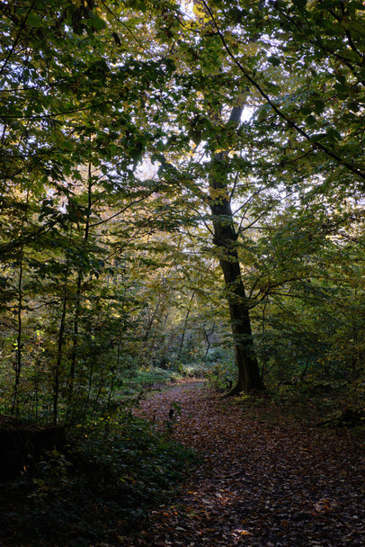 Sentier étroit traversant un peuplement décidu automnal, Forêt de Bialowieza, Pologne, Europe - Photo, image
