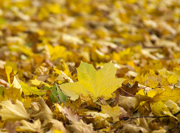 Foliage in the autumn park - Foto, Bild
