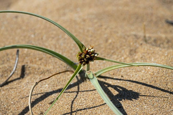 The sedge species Cyperus capitatus, on a sand dune.  - Photo, Image