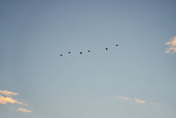 Geese in a chain fly across the sky to the south - Photo, Image