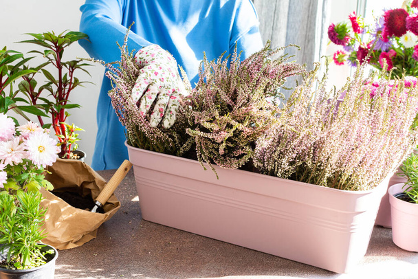 Uma mulher está transplantando urze comum ou erica em um potenciômetro, plantando flores do outono em potenciômetros, decorando um balcão ou um terrace no outono - Foto, Imagem