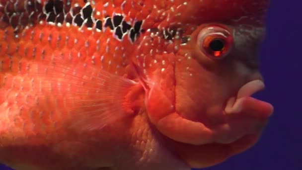 Krásná červená ryba s velkýma očima plave ve vodě v akváriu. - Záběry, video