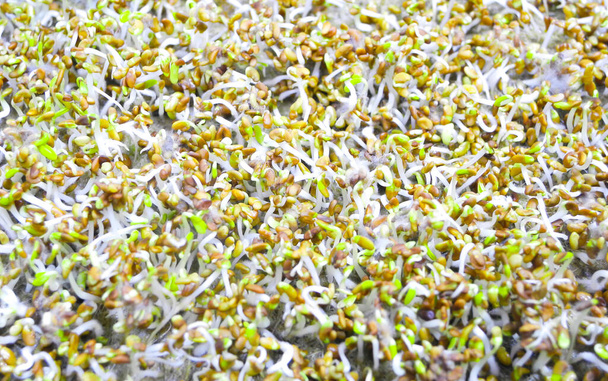 As sementes germinadas com micro raízes fofas de alfafa fecham. A cultivar microverdes. Conceito de alimentação saudável, alimentos saudáveis, vegetarianismo. - Foto, Imagem