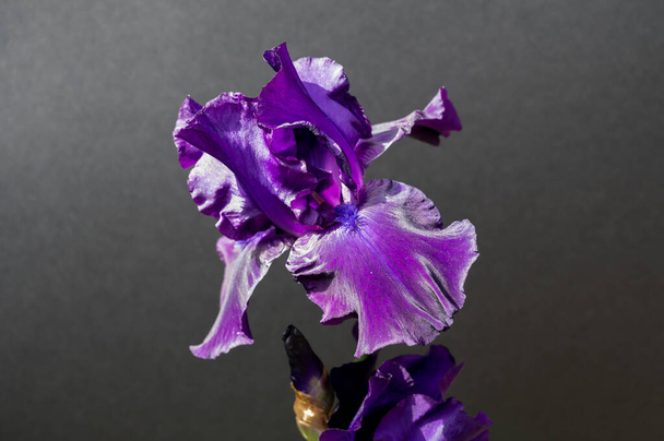 Seasonal blossom of big puprle iris garden flower on grey background - Photo, Image