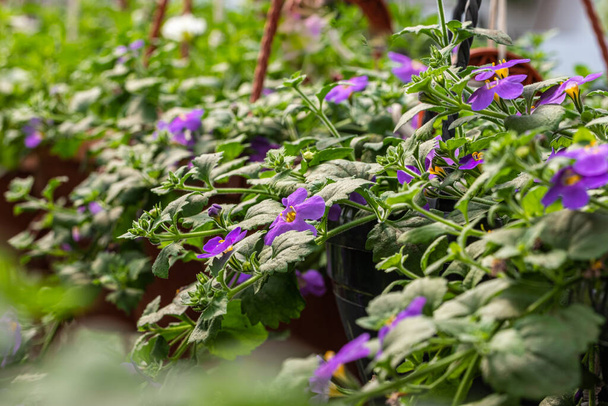 vasi di fiori viola appesi in serra - Foto, immagini