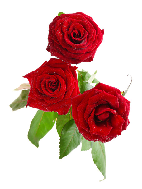 Beautiful red roses - Foto, afbeelding