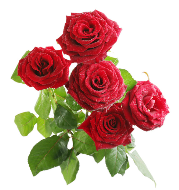Beautiful red roses - Фото, зображення