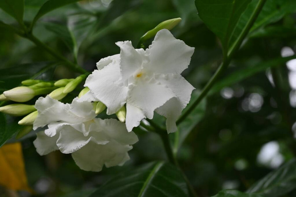Jasminblüten (Tabernaemontana divaricata). Apocynaceae immergrüner tropischer Strauch aus Indien. - Foto, Bild