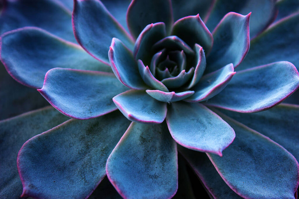 Succulent cactus background. Close up of teal and purple succulent cactus leaves texture wallpaper. Printable wall art. Selective focus. - Фото, изображение