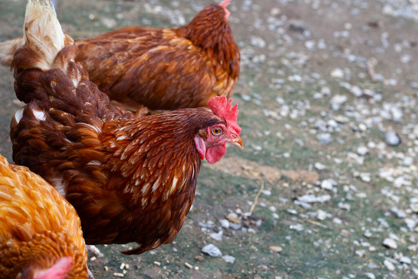 Tavuk çiftliğinde tavuklar. Organik kümes hayvanları. - Fotoğraf, Görsel