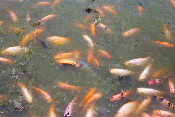 Vörös Tilapia hal a tóban - Fotó, kép