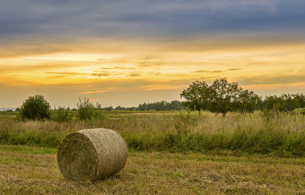 Big hay bale rolls in a lush green field - Photo, Image