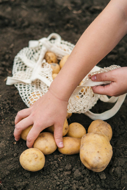 Жінка збирає зібрану картоплю в сумці. Сільськогосподарський робітник. Органічне рослинництво
. - Фото, зображення