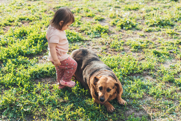 Malá holčička a její čistokrevný pes si spolu hrají na zelené trávě, venku v parku. Přátelství člověka a zvířete, zdravý životní styl. Pozitivní osoba - Fotografie, Obrázek